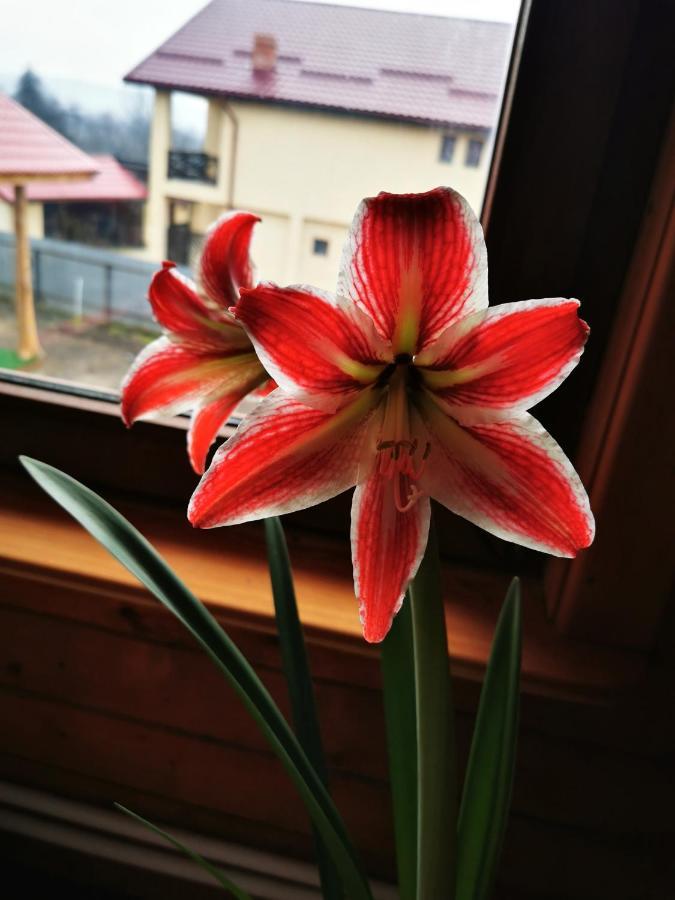 Jugul Taranului Agropensiune Polovragi, Gorj Villa Kültér fotó
